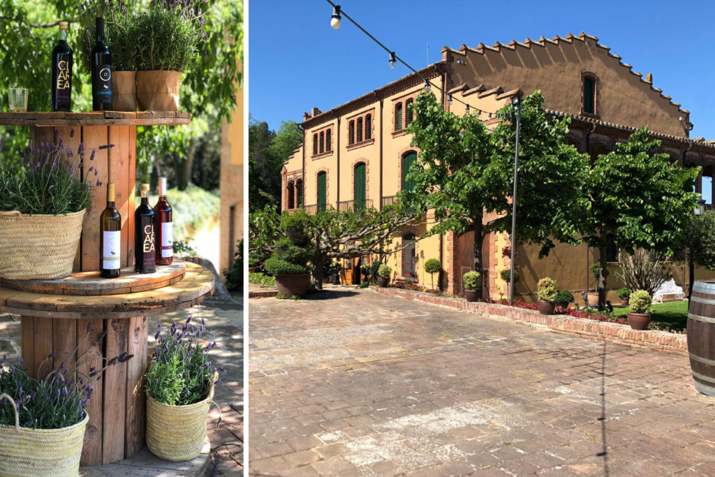 Celler de Can Roda, Mútua Mollet